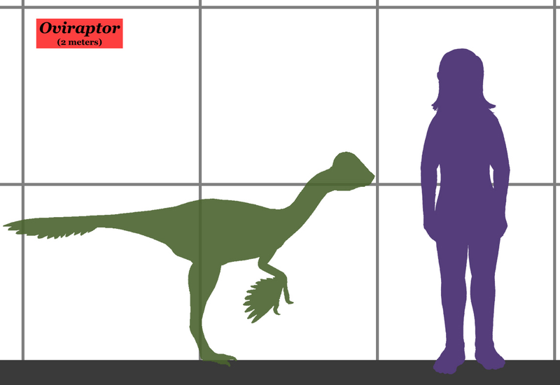 Illustration for article titled "Eso no es un Oviraptor": Un niño de 10 años saca de su error al Museo de Historia Natural de Londres